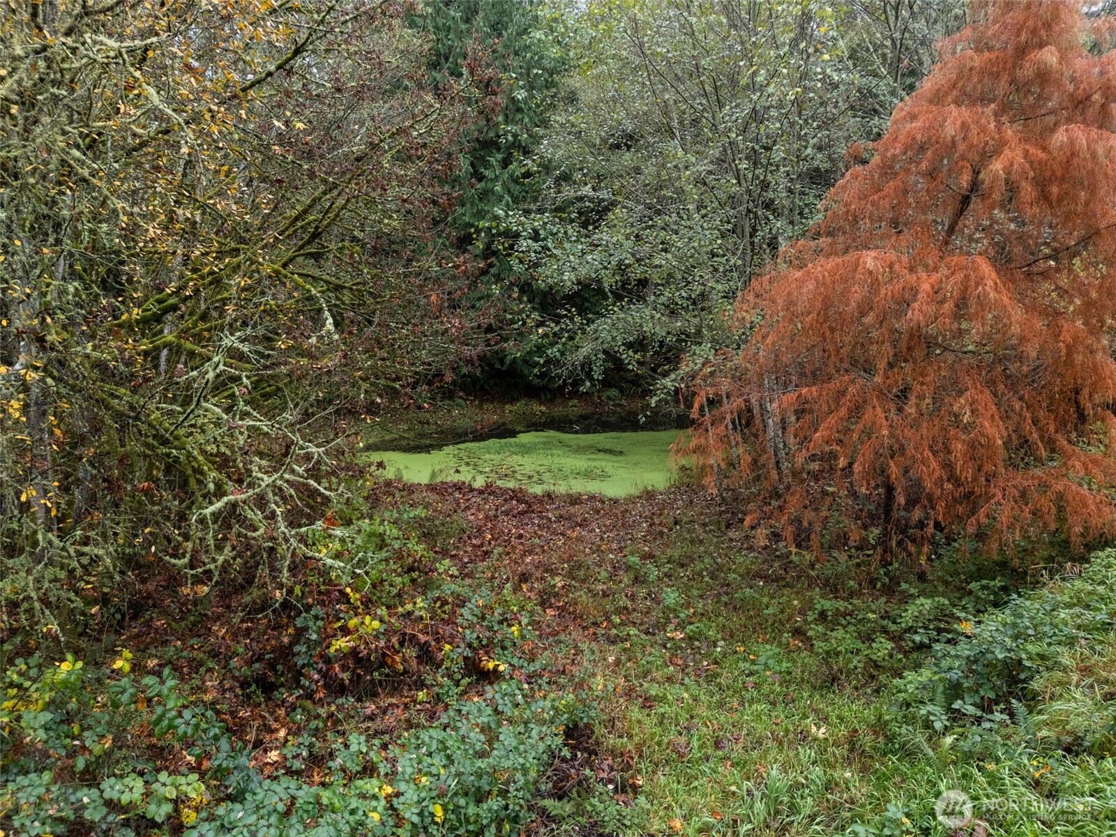 6091 Northeast Twin Spits Road Hansville, WA 98340 - Photo 29 of 34 a view of a yard with a tree