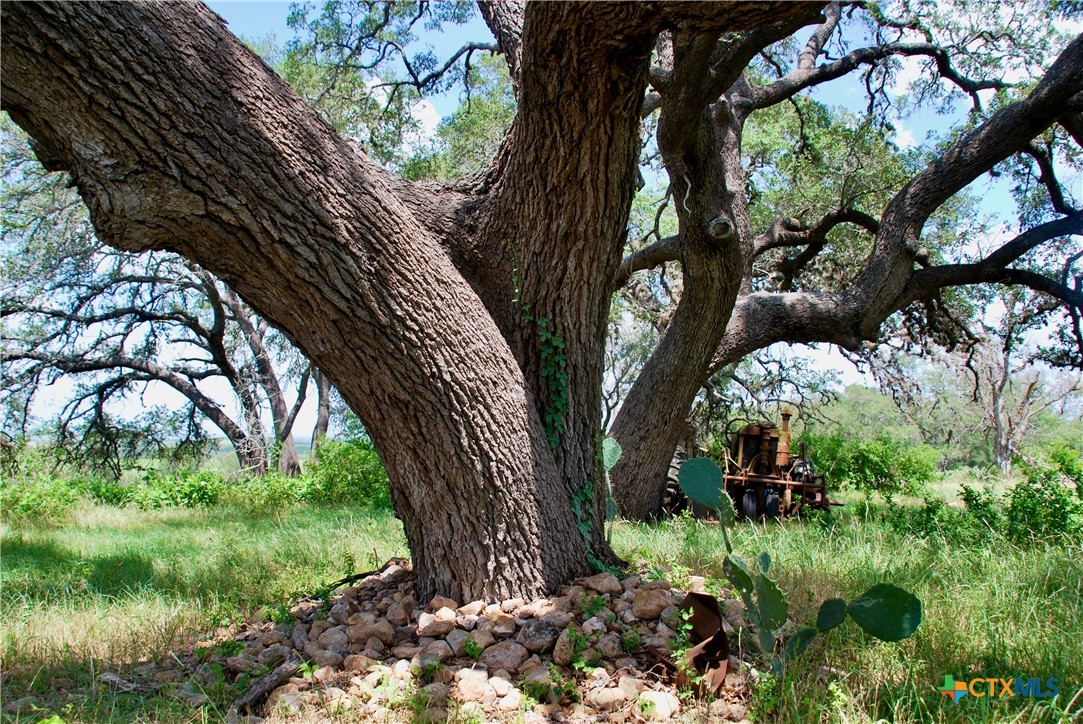 2725 Old Lehmann Road Seguin, TX 78155 - Photo 24 of 47 a backyard of a house with lots of green space