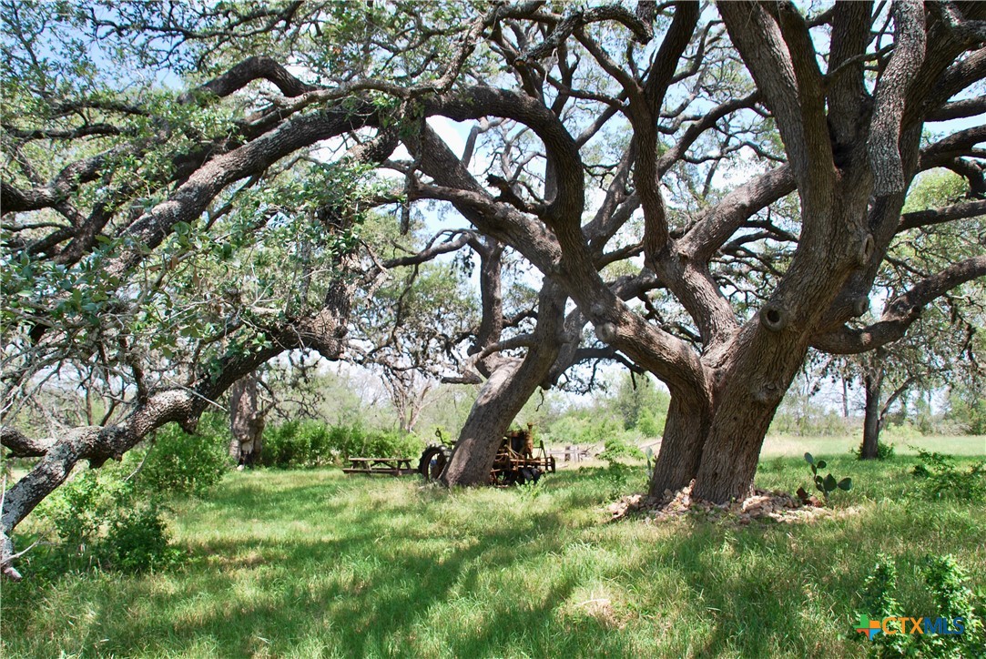2725 Old Lehmann Road Seguin, TX 78155 - Photo 25 of 47 a view of a tree in a yard