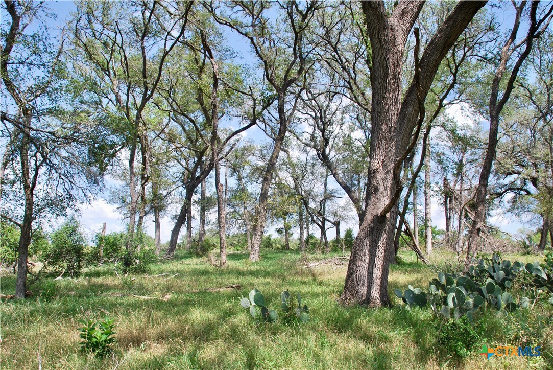2725 Old Lehmann Road Seguin, TX 78155 - Photo 40 of 47 a view of outdoor space and trees
