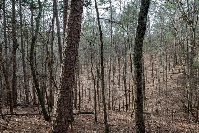 a view of a yard with a trees