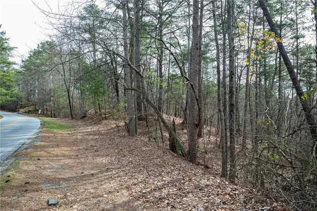 a view of a forest with trees in the background
