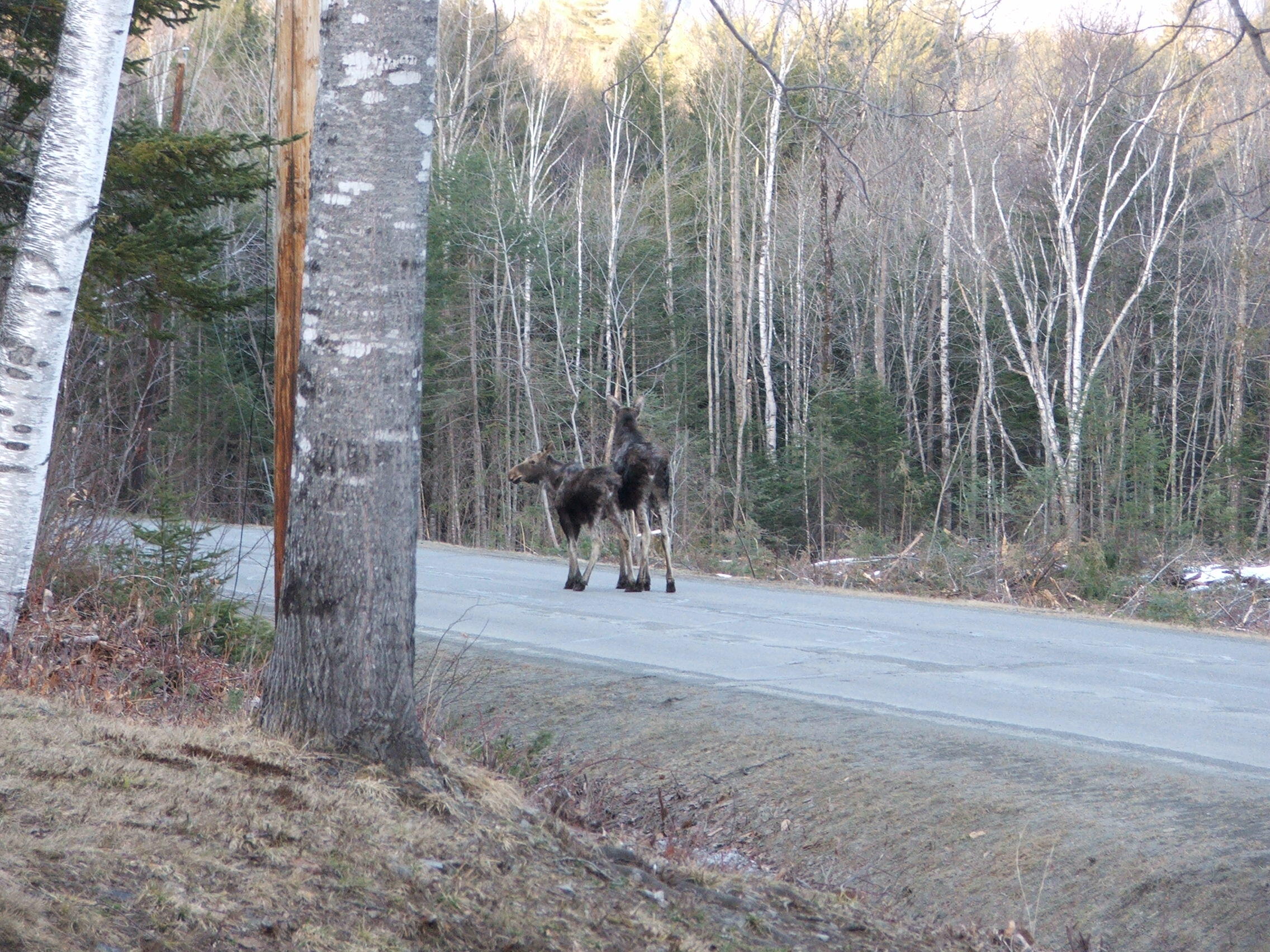 658 Elliotsville Road Monson, ME 04464 - Photo 6 of 16 Moose