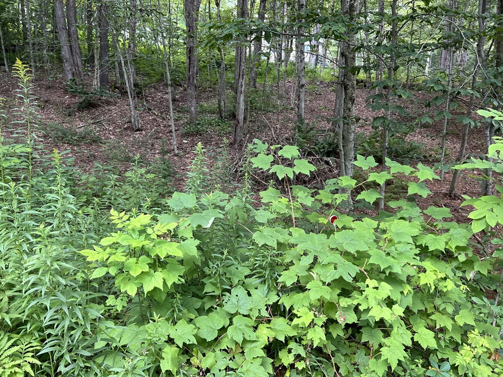 Lot 134 Shaw Road Windsor, MA 01270 - Photo 3 of 19 Gallery Image 3