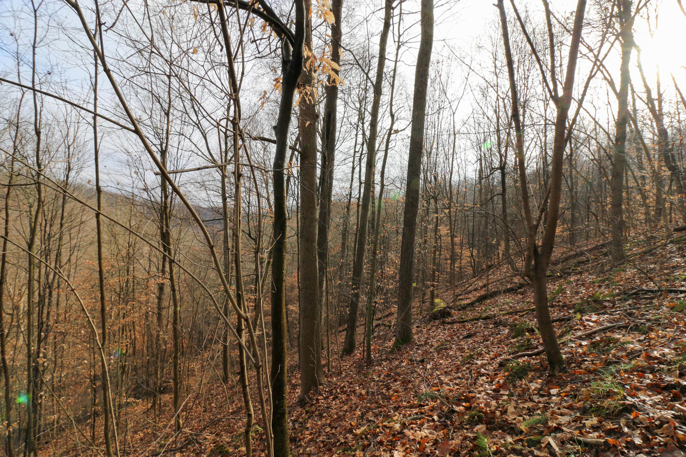 0 Leith Run Road New Matamoras, OH 45767 - Photo 11 of 49