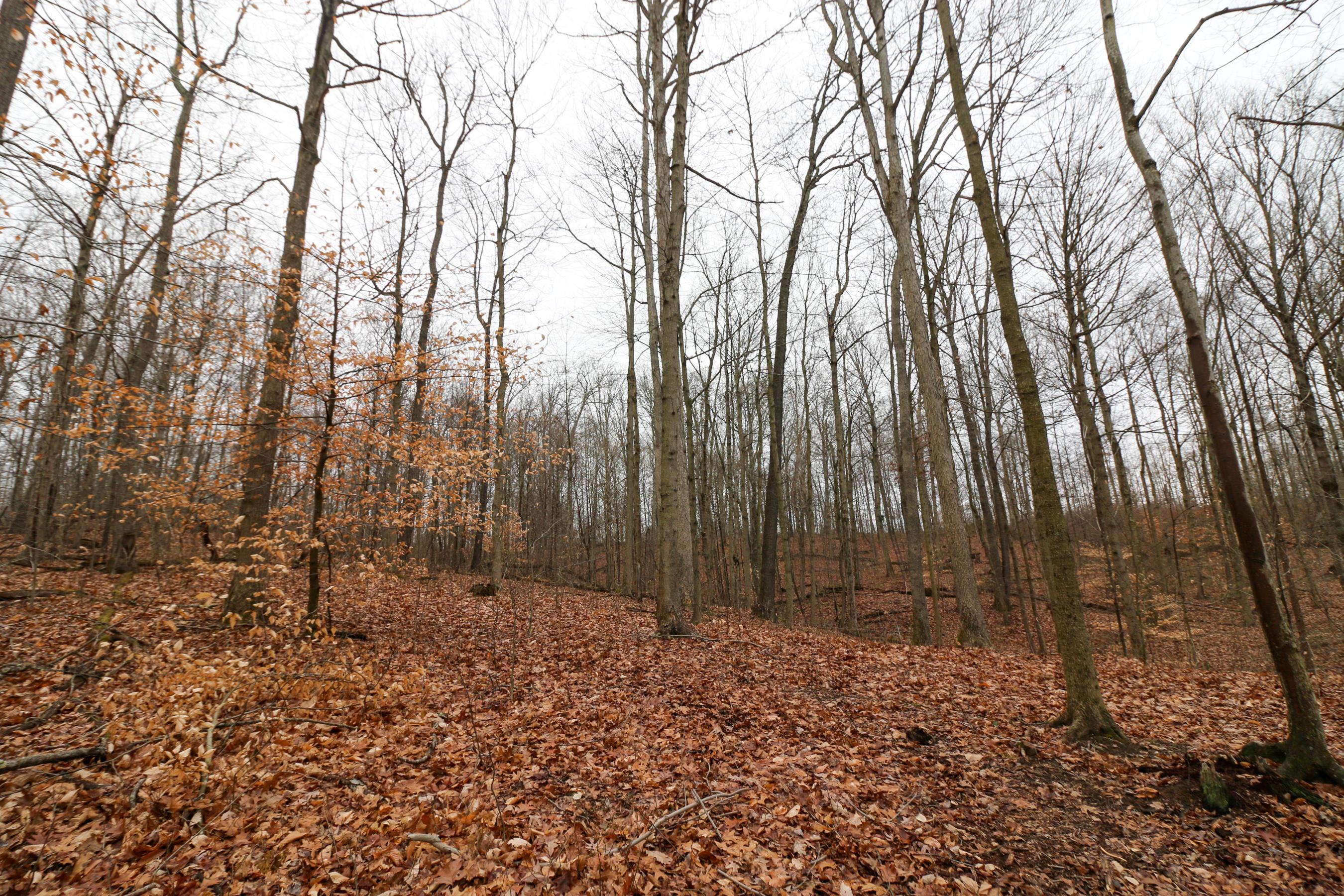 0 Leith Run Road New Matamoras, OH 45767 - Photo 28 of 49