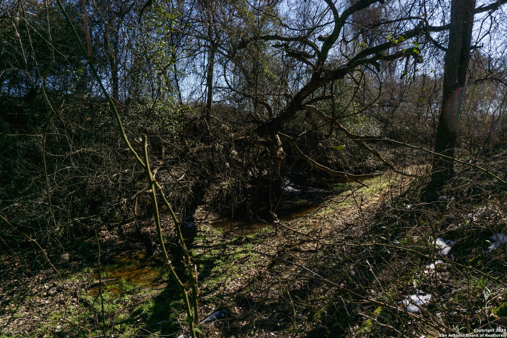 485 Marrou Road Seguin, TX 78155 - Photo 12 of 15 a view of a tree in a yard