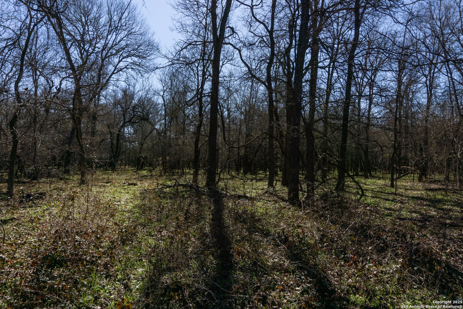 485 Marrou Road Seguin, TX 78155 - Photo 13 of 15 a view of outdoor space and trees