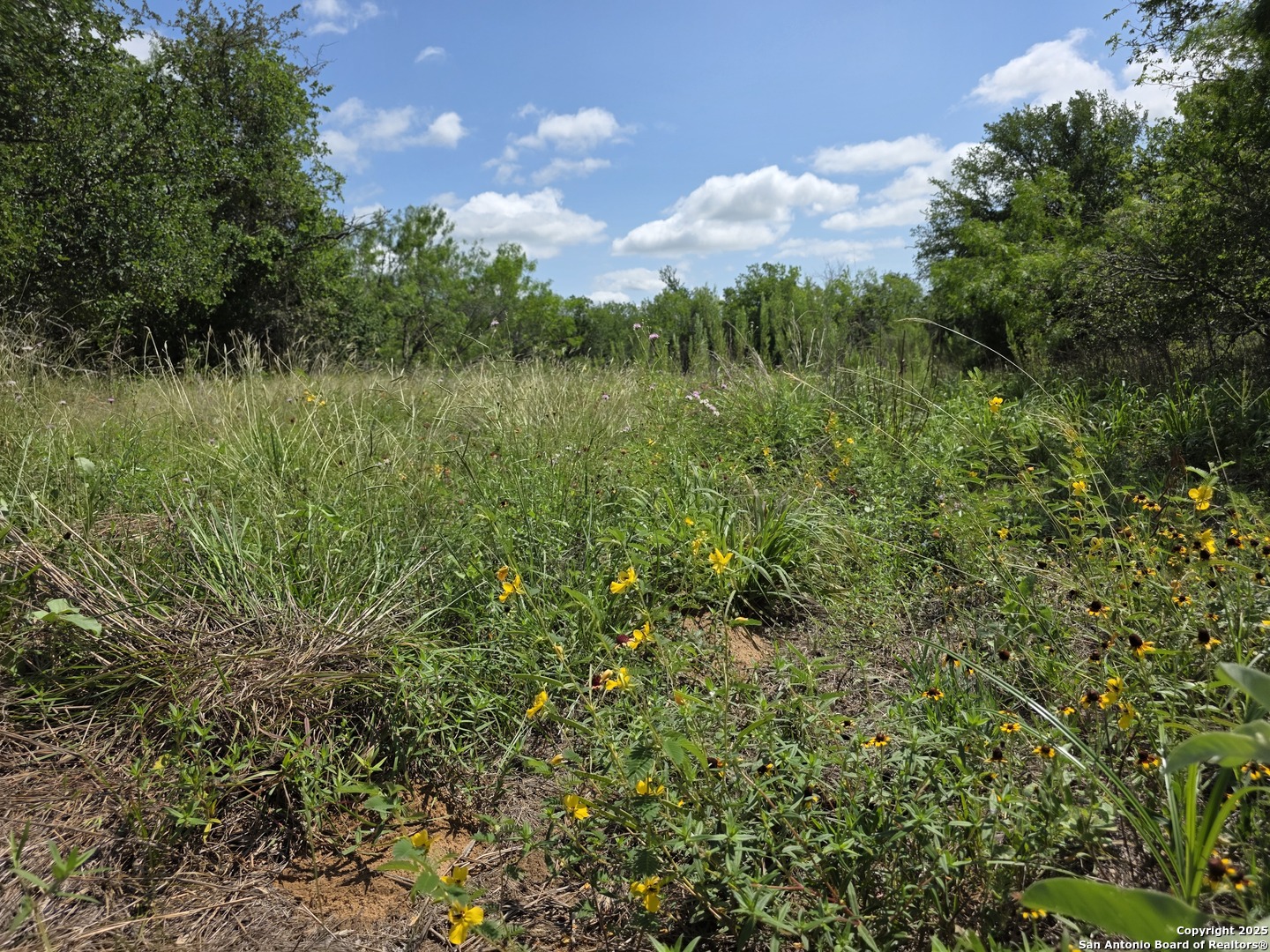 485 Marrou Road Seguin, TX 78155 - Photo 6 of 15 a view of a lush green forest