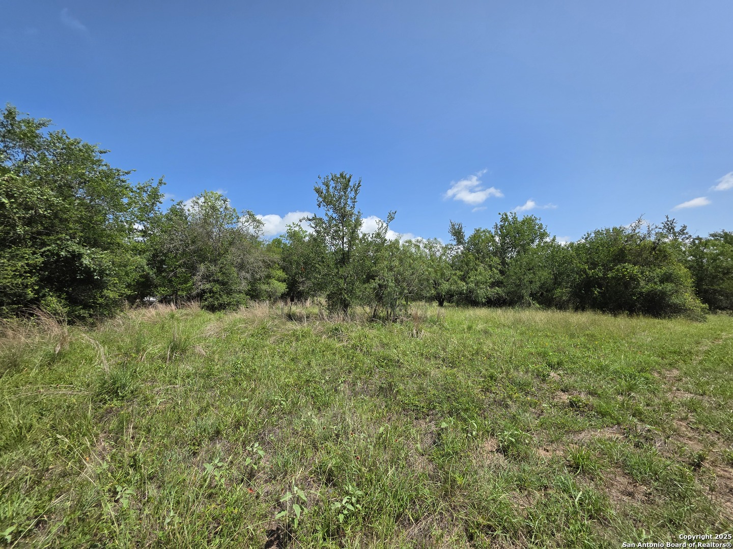 485 Marrou Road Seguin, TX 78155 - Photo 8 of 15 a view of a big yard with a large tree and plants