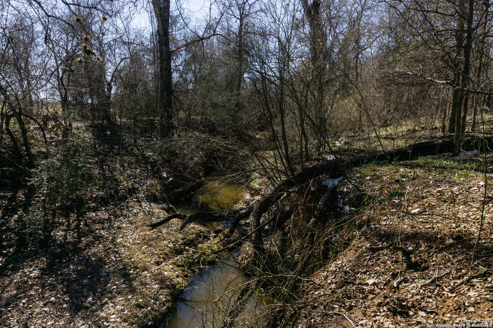 485 Marrou Road Seguin, TX 78155 - Photo 9 of 15 a view of a forest with trees