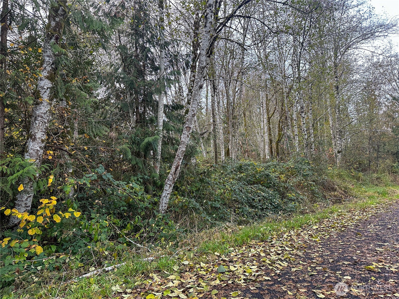 a view of a forest with trees