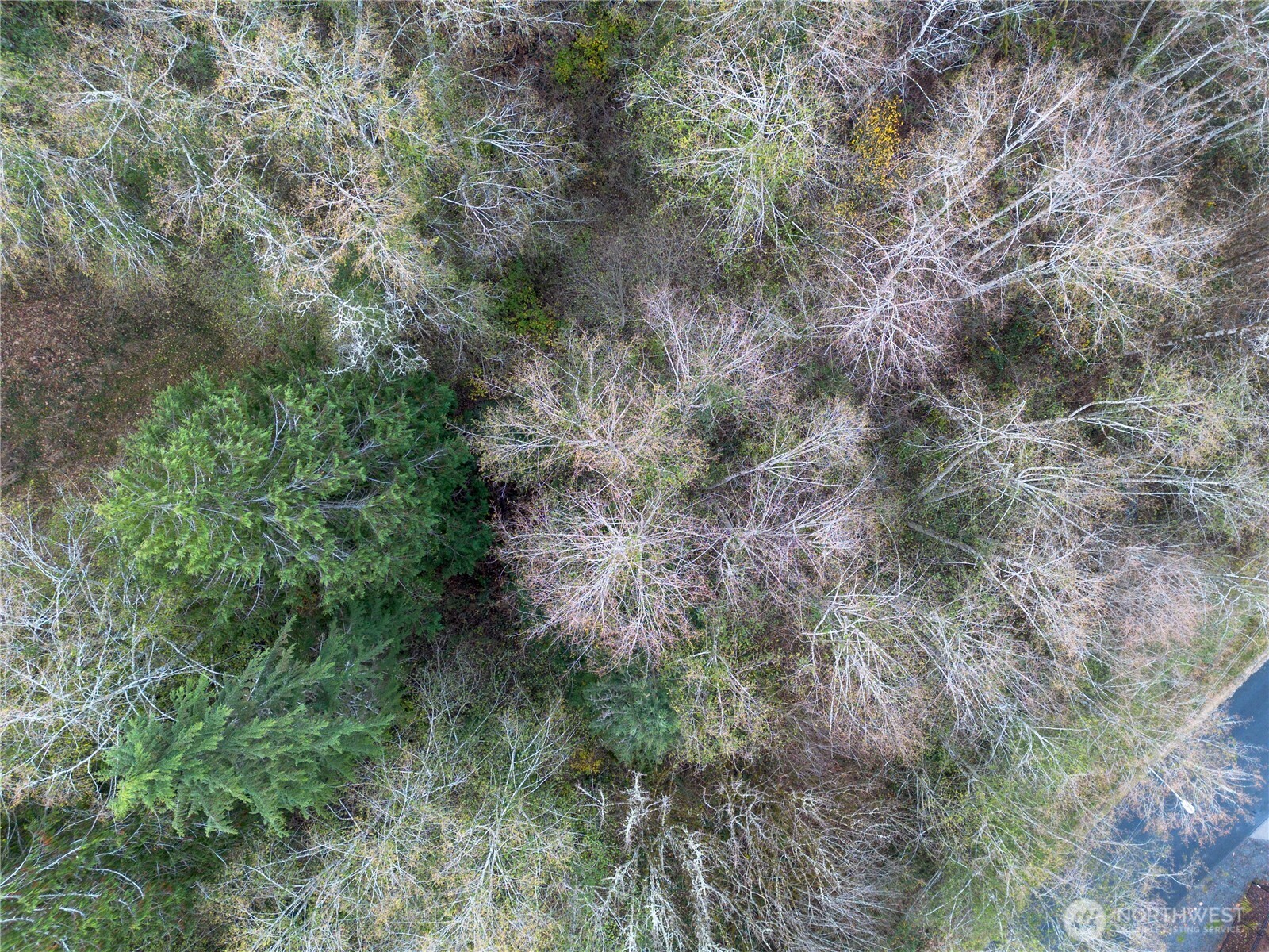7609 Lakeside Street Southwest Olympia, WA 98512 - Photo 9 of 15 a view of a forest with lots of trees