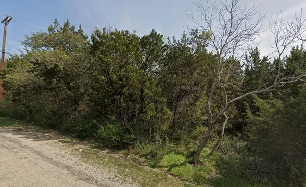 a view of a forest with a tree