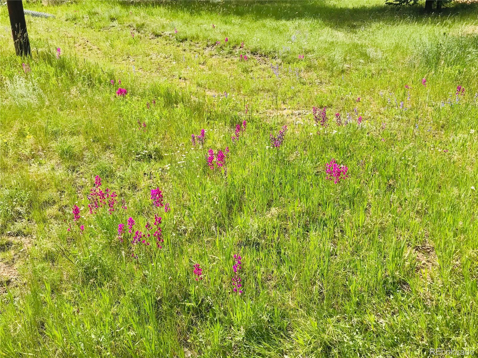 538 Neal Road Bailey, CO 80421 - Photo 10 of 20