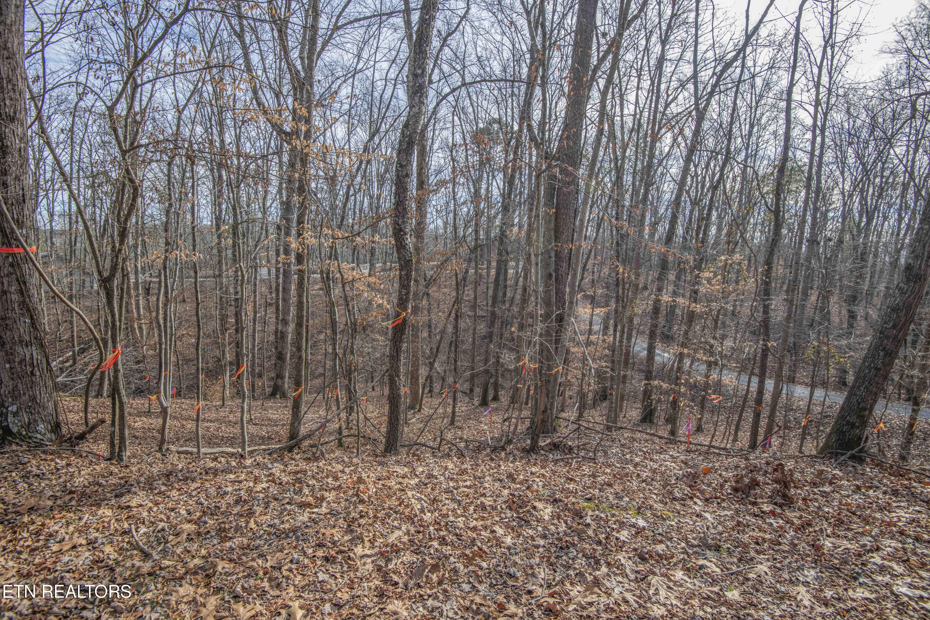 0 Sunset Court Spring City, TN 37381 - Photo 8 of 27 ground 7_1