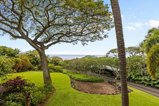 a view of a yard with plants
