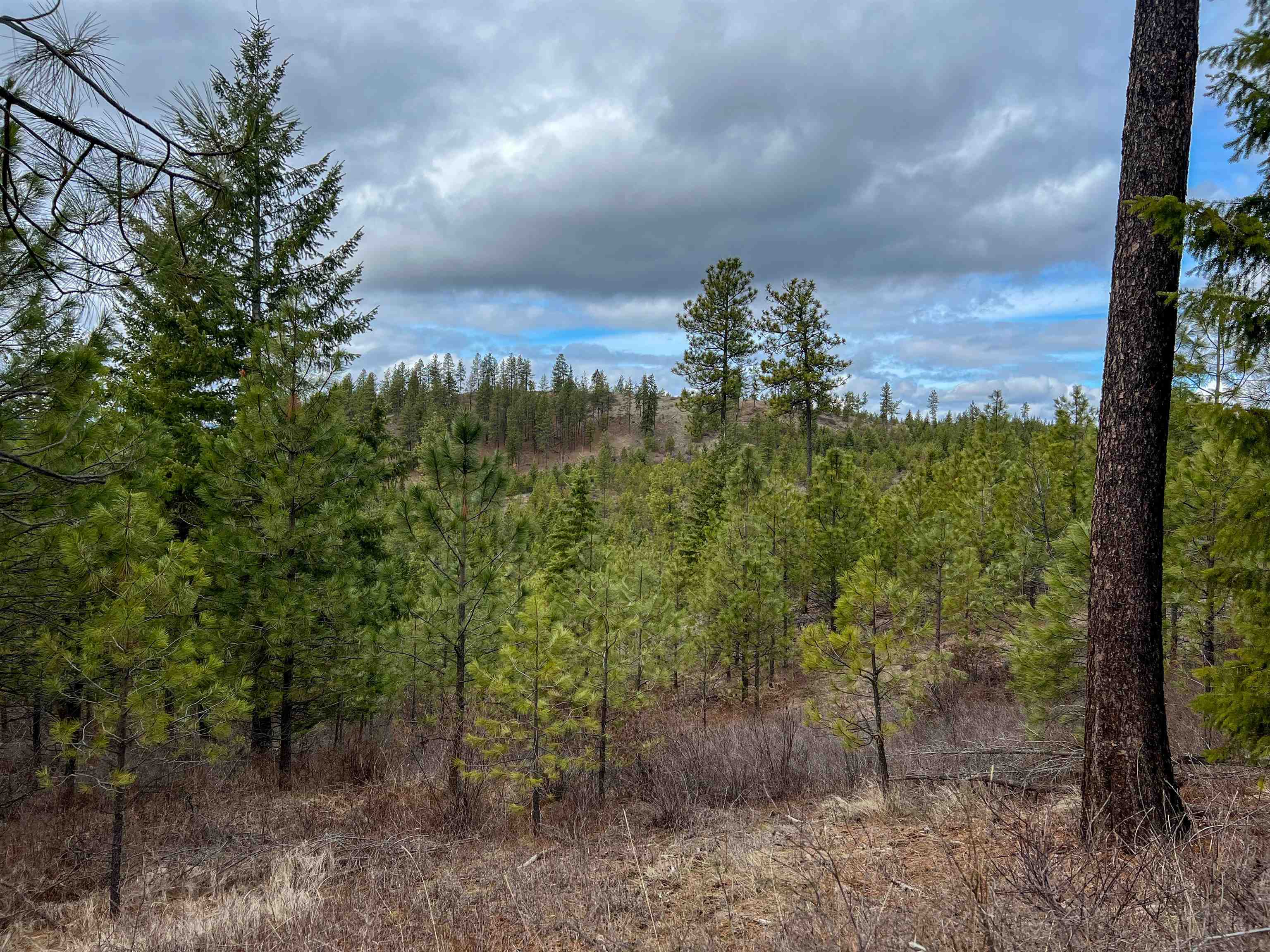 352 X Green Road Valley, WA 99181 - Photo 5 of 32
