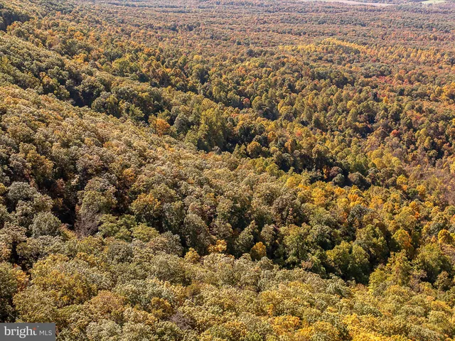 an aerial view of houses covered in trees