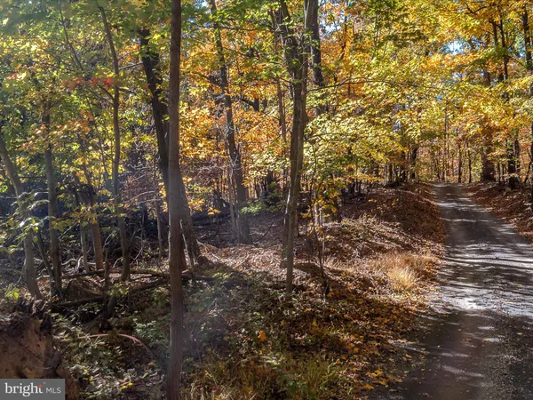 a view of a forest with trees