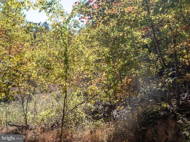 a view of a tree with a tree