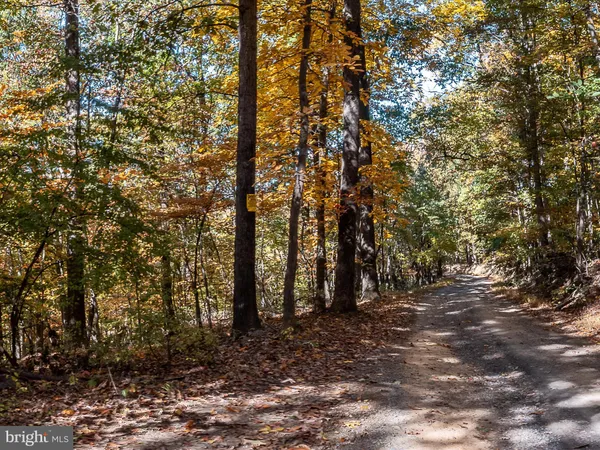 a view of forest