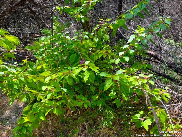 455 Spur Road Lakehills, TX 78063 - Photo 13 of 17 a view of a plant