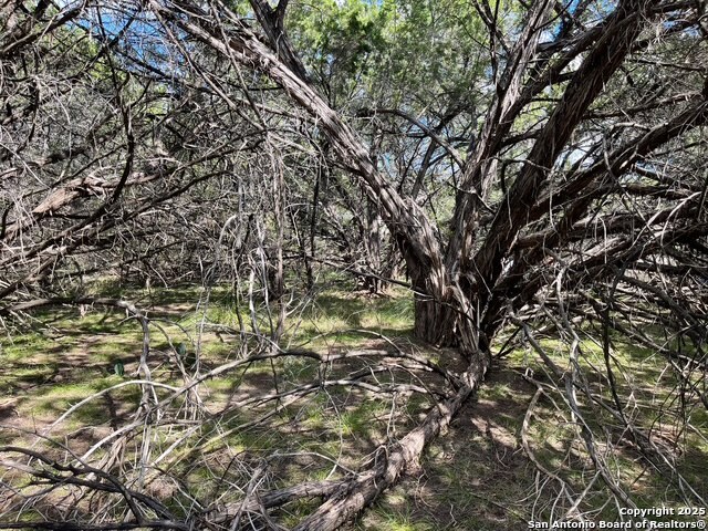 455 Spur Road Lakehills, TX 78063 - Photo 5 of 17 a backyard of a house with lots of trees