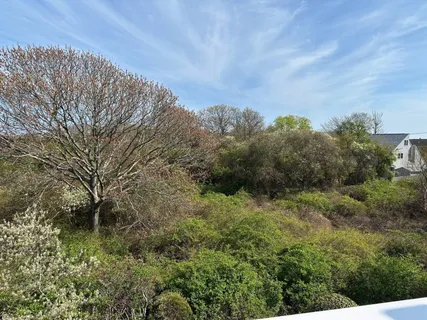 a view of a forest with a tree