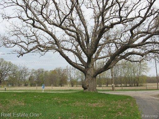 58877 Eight Mile Road South Lyon, MI 48178 - Photo 23 of 25 cool old tree