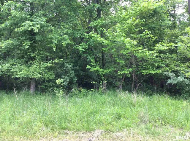 a view of a lush green forest with lots of trees