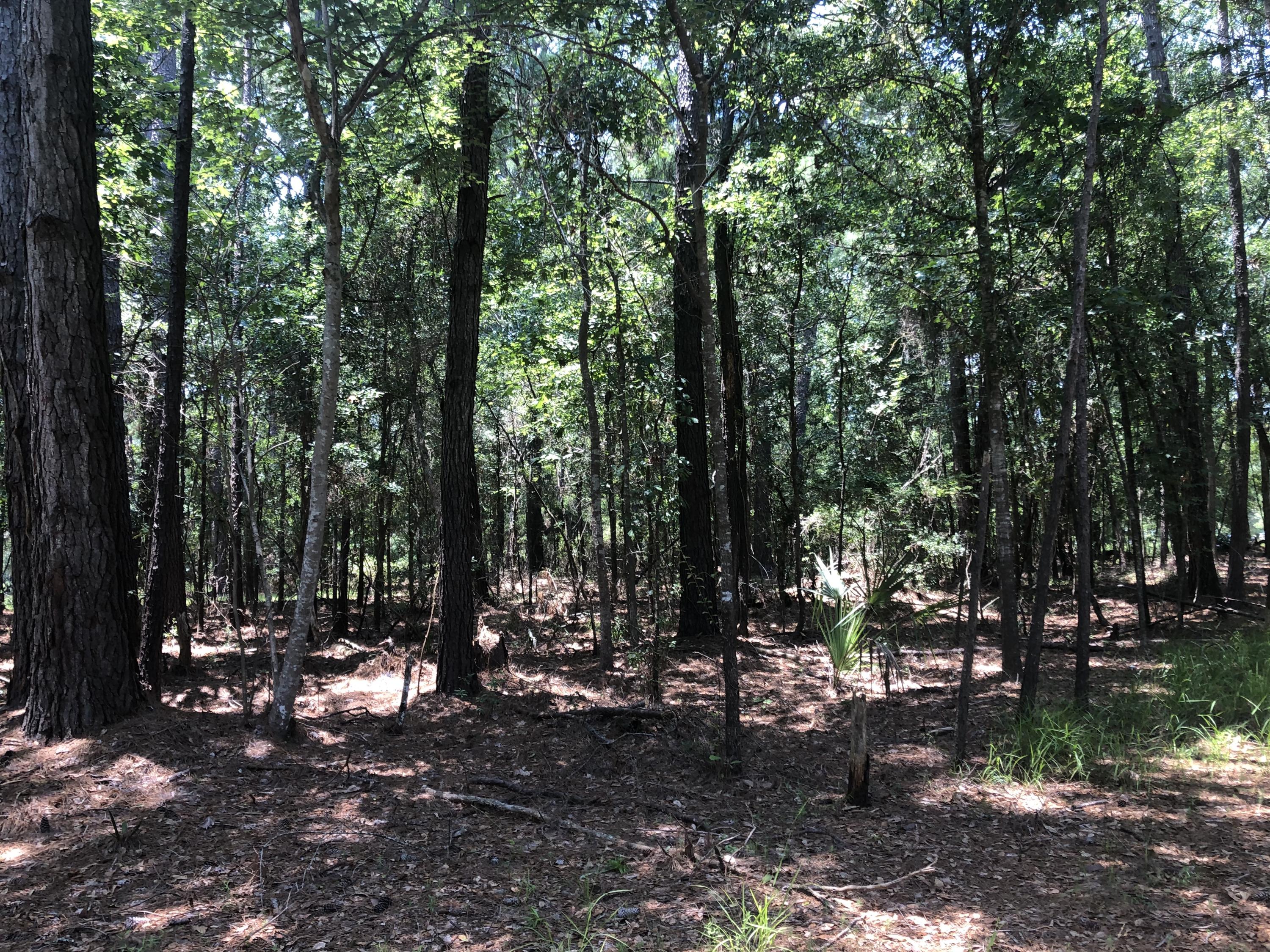 6527 Foxfire Road Wadmalaw Island, SC 29487 - Photo 5 of 8 IMG_6117 2