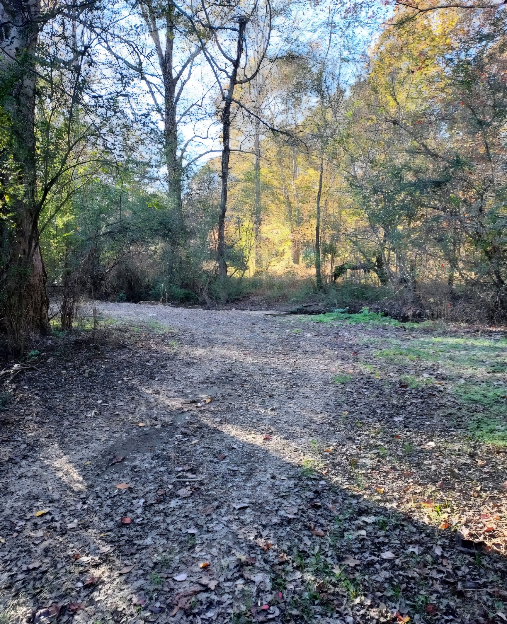 395 Good Hope Road Leoma, TN 38468 - Photo 11 of 21 a view of a yard with a tiny house and trees