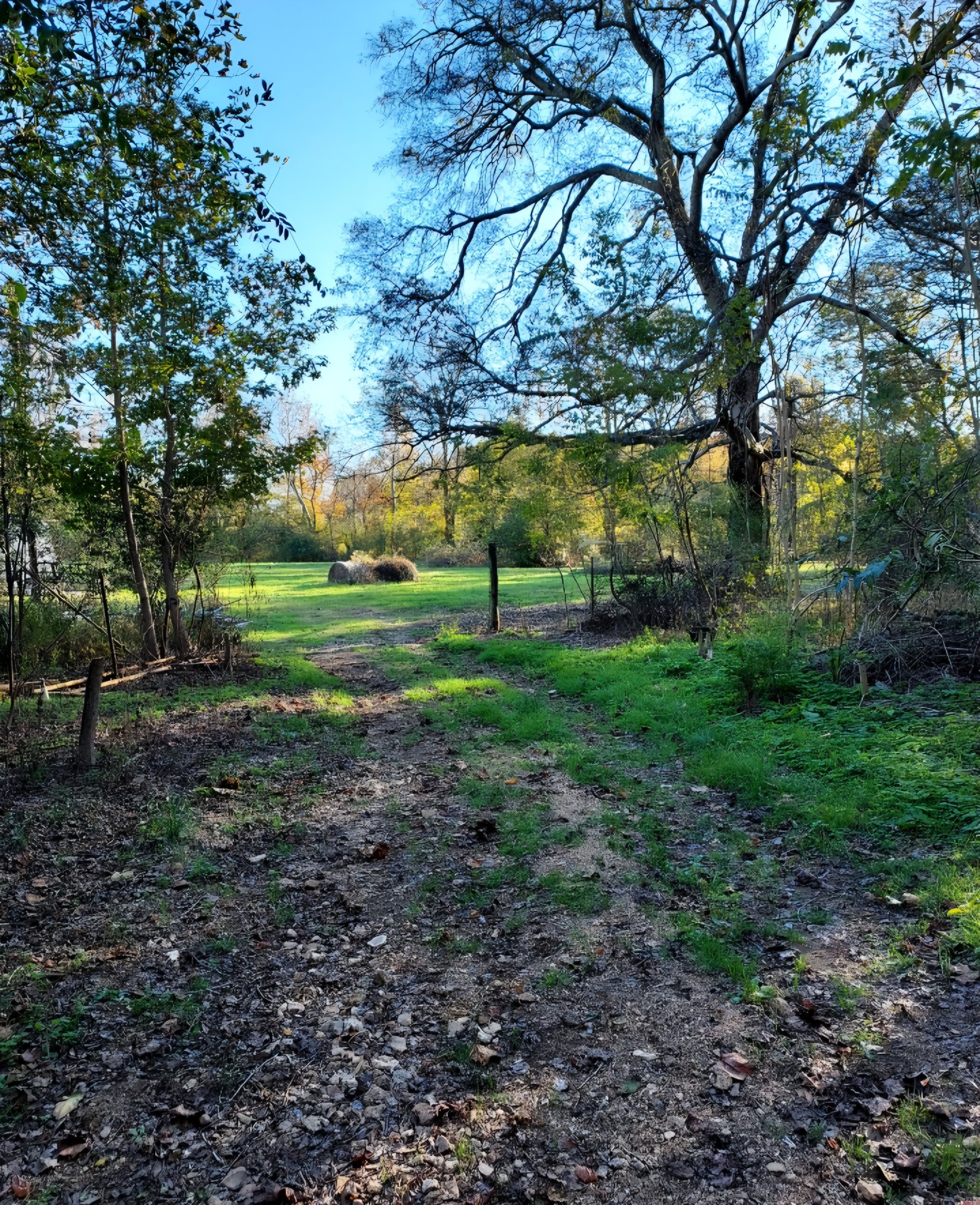 395 Good Hope Road Leoma, TN 38468 - Photo 13 of 21 a view of a park with large trees