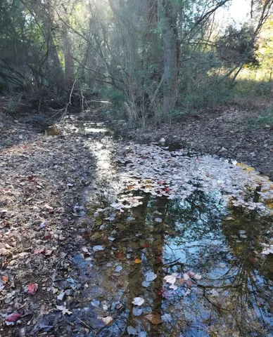 a view of a forest with trees