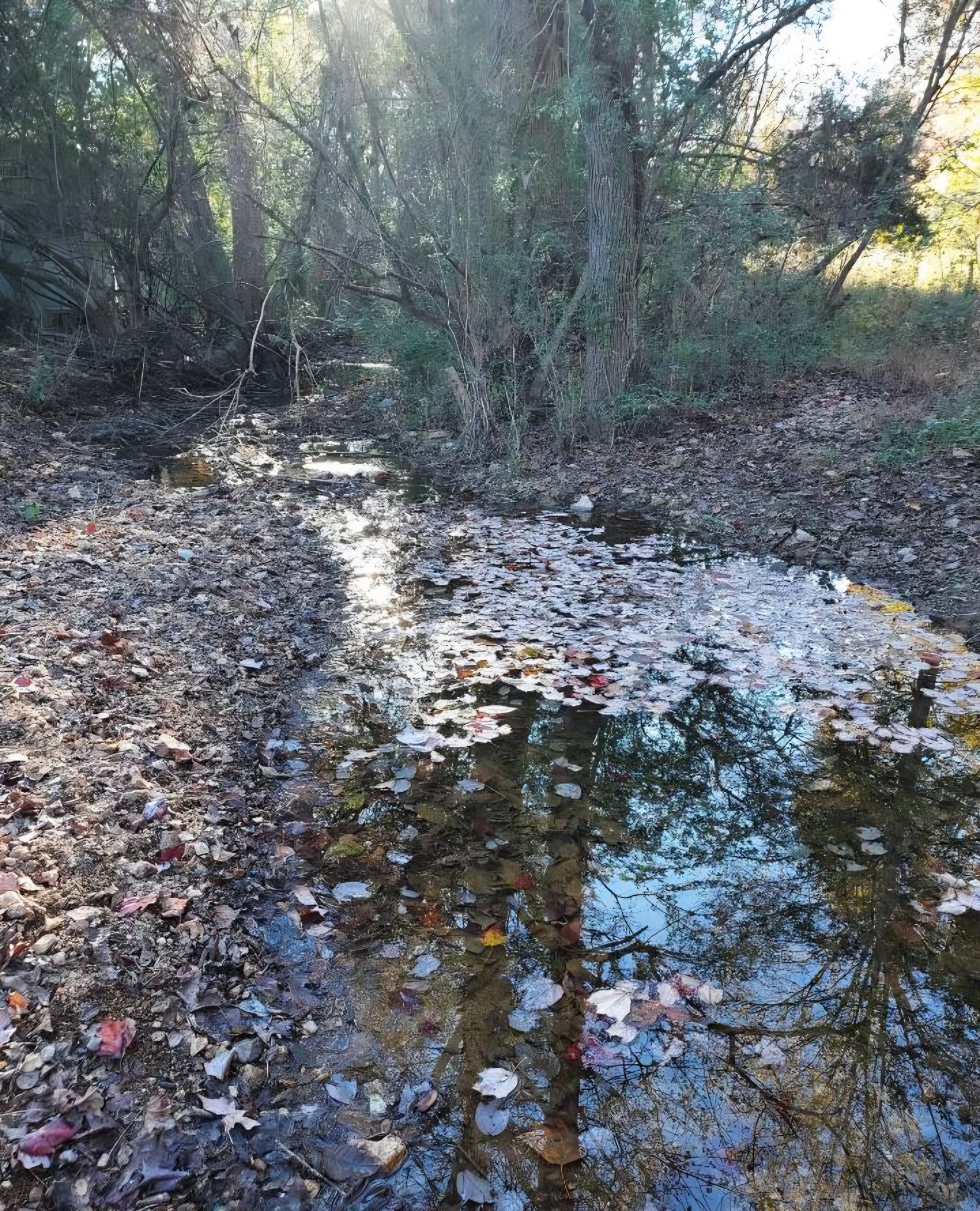 395 Good Hope Road Leoma, TN 38468 - Photo 15 of 21 a view of a forest with trees