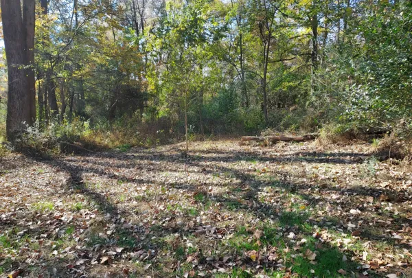 a view of a yard with plants and trees