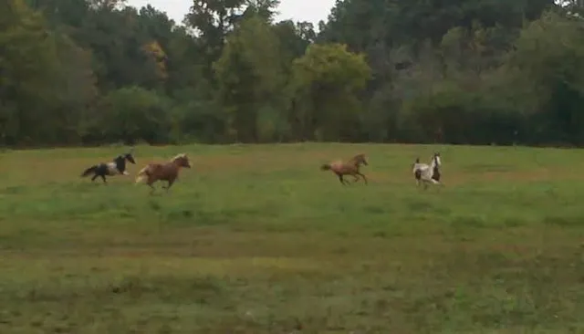 a view of a green field