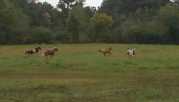 395 Good Hope Road Leoma, TN 38468 - Photo 3 of 21 a view of a green field
