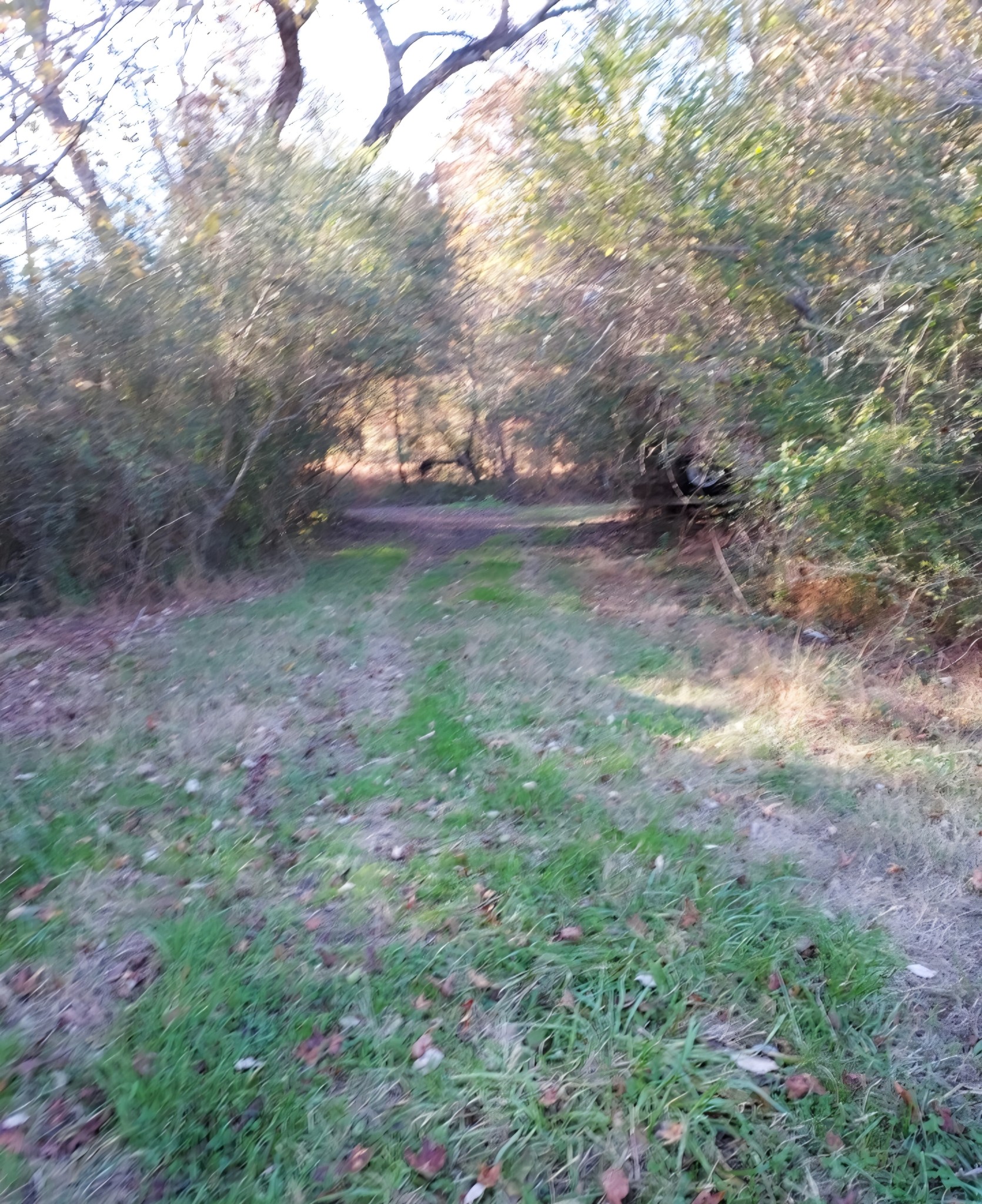 395 Good Hope Road Leoma, TN 38468 - Photo 5 of 21 a view of a yard with a tree