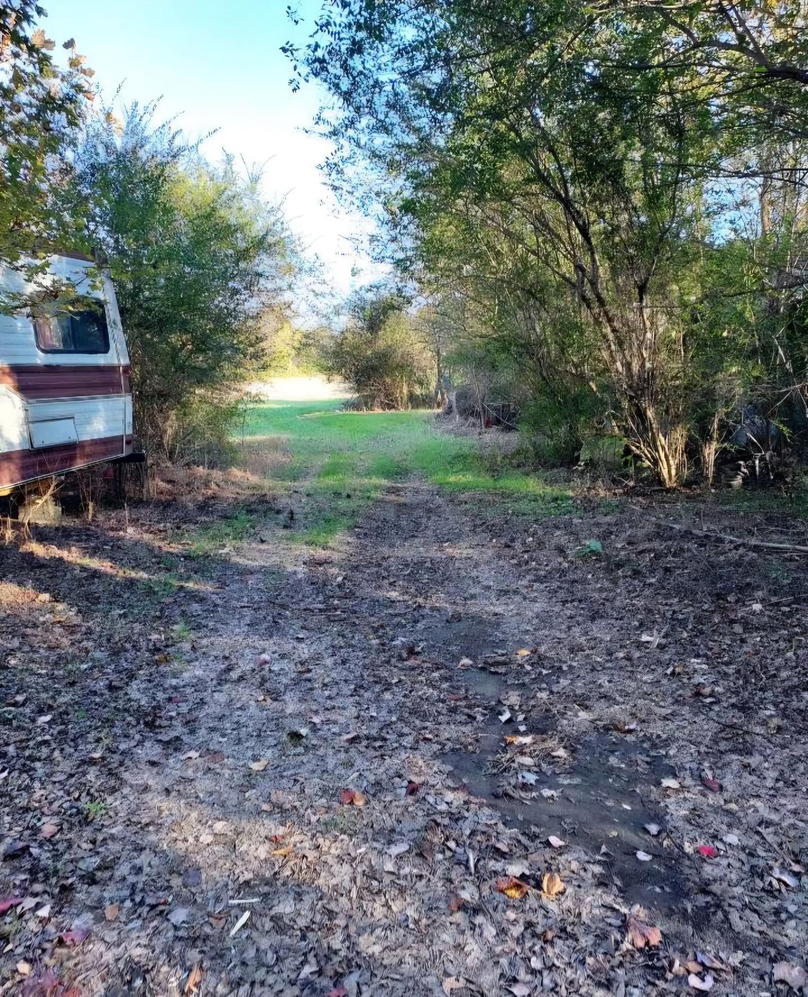 395 Good Hope Road Leoma, TN 38468 - Photo 9 of 21 a view of a yard with plants and trees