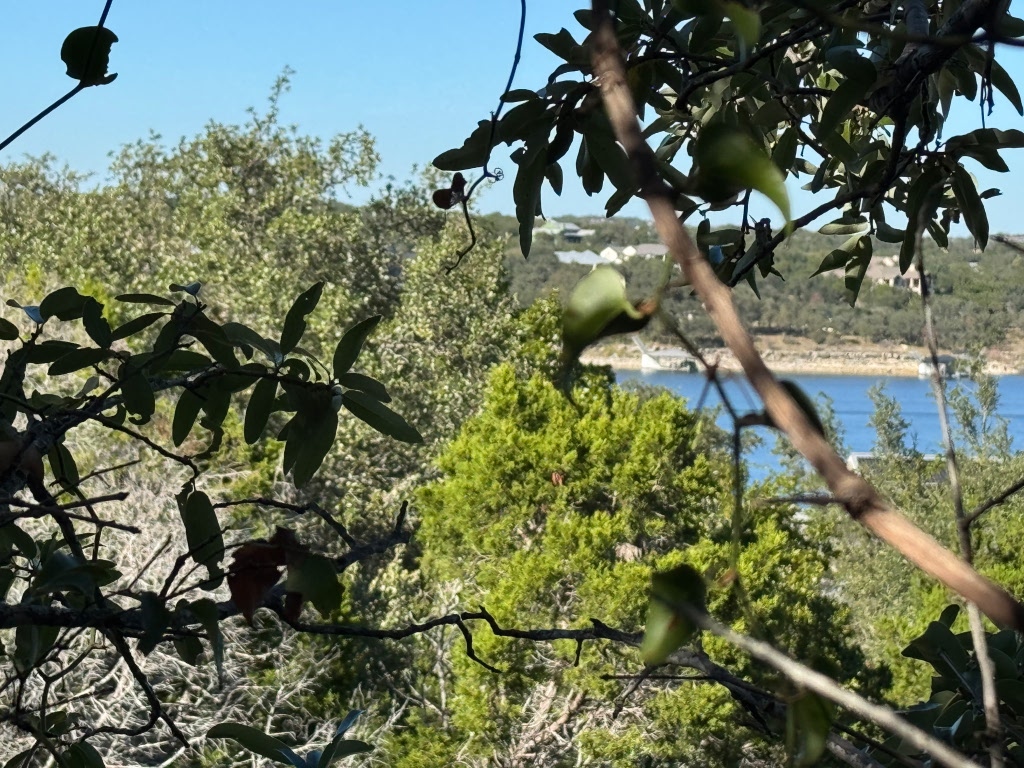 217 Lakefront Drive Point Venture, TX 78645 - Photo 2 of 13 a picture of tree