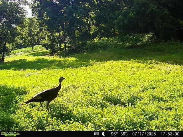 $399,900 | 40-acre Lot 40-acre, Hillpoint, WI 53937