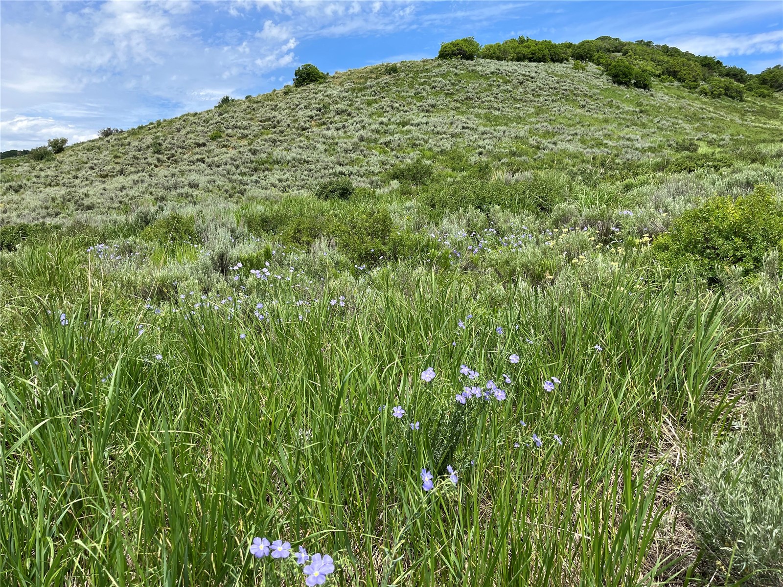 46 Routt County Road Steamboat Springs, CO 80487 - Photo 11 of 23 a view of a large garden