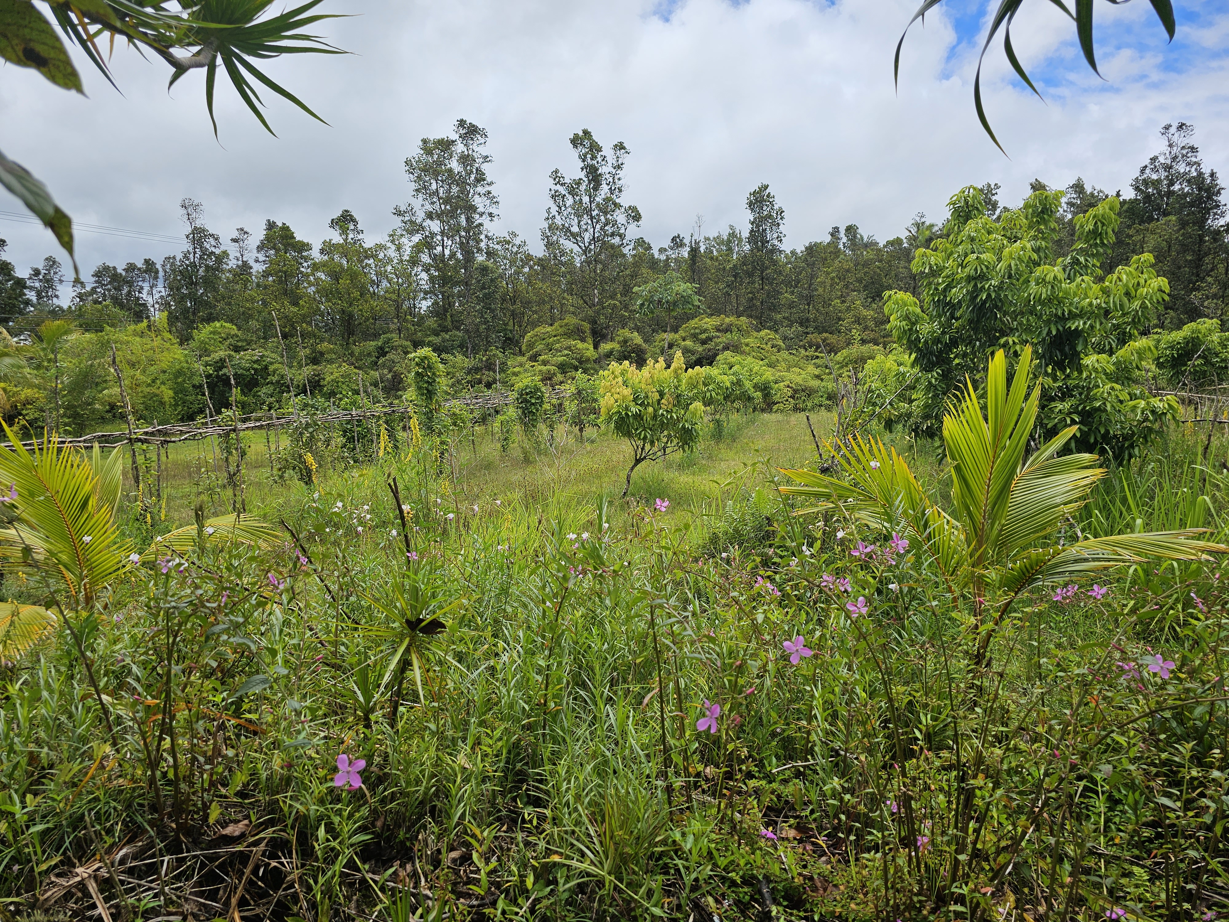 16-1754 Uhini Ana Road Pahoa, HI 96778 - Photo 18 of 21 a view of a lake with a house in the background