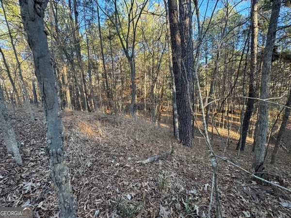 a view of a forest filled with trees