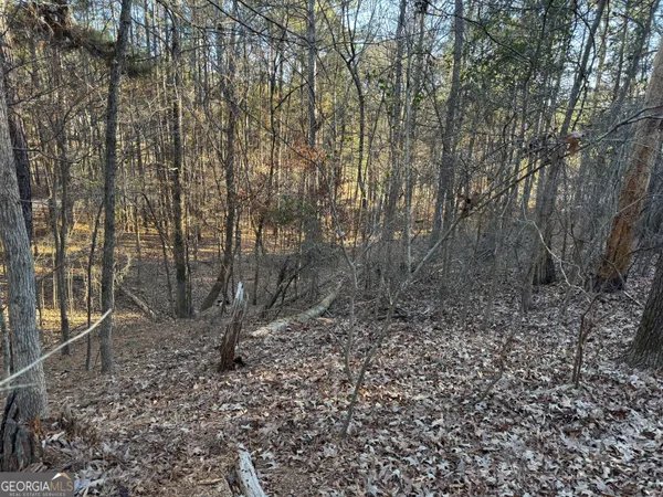 a view of a forest with trees in the background