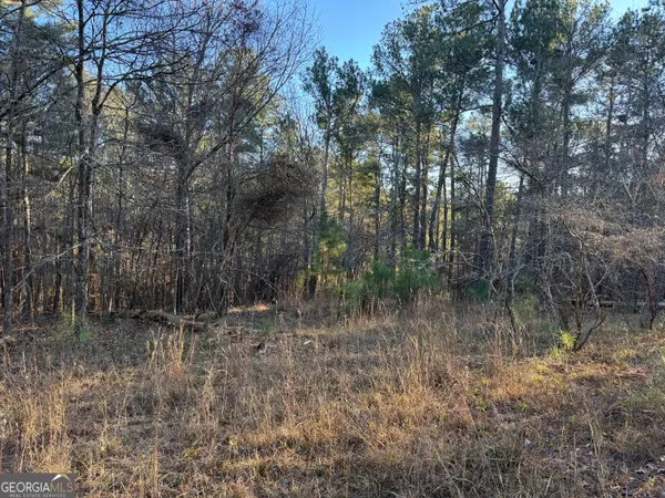 a view of a forest with trees in the background