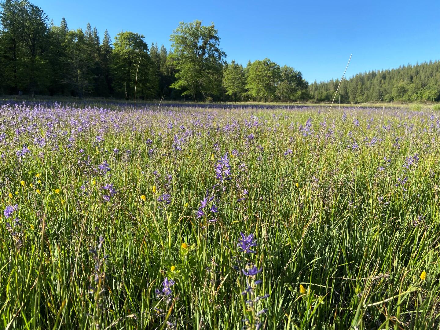 29276 Bullskin Ridge Road Oak Run, CA 96069 - Photo 74 of 113 BULLSKIN RIDGE RANCH