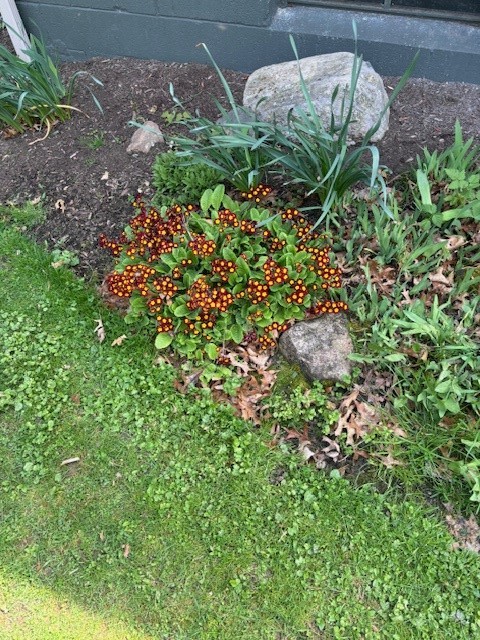 556 Main Street Ledyard, NY 13026 - Photo 39 of 45